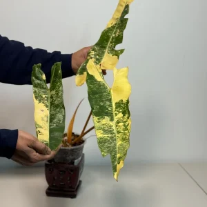 Philodendron Billietiae Variegated Live Plant – Rare Aroid Houseplant – Large Leaves – Indoor Collector Plant - Image 4