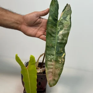 Philodendron Billietiae Variegated Live Plant - Rare Aroid - Large Leaves - Image 4