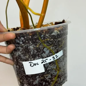 Philodendron Billietiae Variegated Live Plant – Rare Aroid Houseplant – Collector Tropical Foliage - Image 5