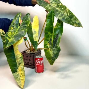 Philodendron Billietiae Variegated Live Plant - Rare Aroid Houseplant - Large Glossy Leaves - Image 5
