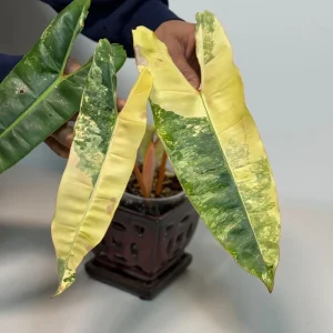 Philodendron Billietiae Variegated Live Plant – Rare Aroid – Potted Houseplant – Collector's Item - Image 5