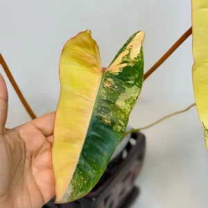 Philodendron Billietiae Variegated Live Plant – Rare Aroid Houseplant – Large Leaves - Image 6