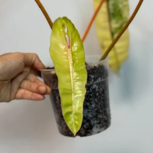 Philodendron Billietiae Variegated Live Plant – Rare Aroid Houseplant – Collector Plant - Image 6