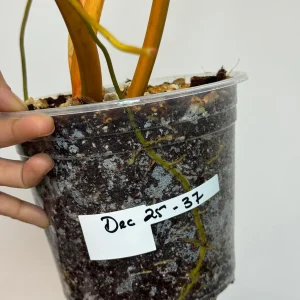 Philodendron Billietiae Variegated Live Plant – Rare Aroid Houseplant – Large Leaves – Indoor Collector Plant - Image 6