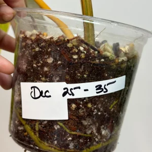 Philodendron Billietiae Variegated Live Plant - Rare Aroid - Large Leaves - Image 6