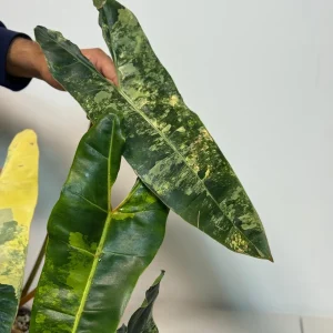 Philodendron Billietiae Variegated Live Plant - Rare Aroid Houseplant - Large Glossy Leaves - Image 6
