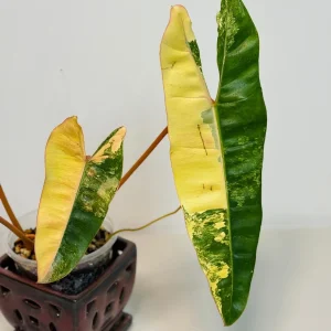 Philodendron Billietiae Variegated Live Plant – Rare Aroid Houseplant – Large Leaves - Image 7