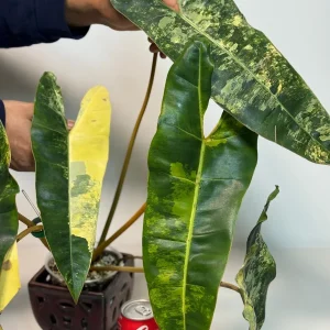 Philodendron Billietiae Variegated Live Plant – Rare Aroid Houseplant – Large Leaves – Collector Plant - Image 7