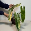 Philodendron Billietiae Variegated Live Plant – Rare Aroid Houseplant – Large Leaves – Indoor Collector Plant - Image 1