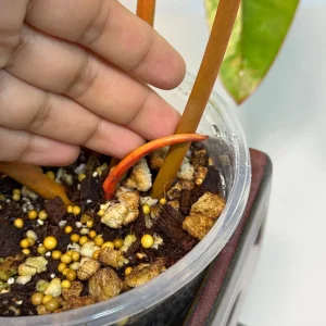 Philodendron Billietiae Variegated Live Plant – Rare Aroid Houseplant – Large Leaves - Image 9