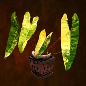 Philodendron Billietiae Variegated Live Plant – Rare Aroid Houseplant – Large Leaves - Image 1