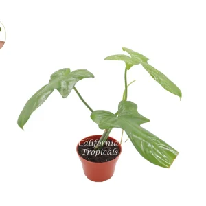 Philodendron Bipennifolium Live Plant – 4 inch Pot – Indoor Tropical Houseplant - Image 1