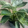 Philodendron Birkin Live Plant – Variegated Houseplant in 6 inch Pot – Indoor - Image 1