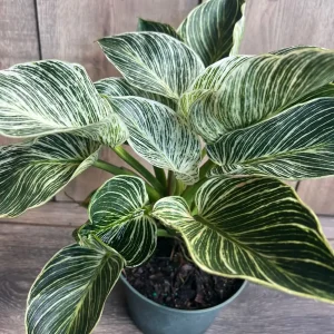 Philodendron Birkin Live Plant – Variegated Houseplant in 6 inch Pot – Indoor - Image 4