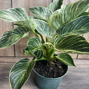 Philodendron Birkin Live Plant – Variegated Houseplant in 6 inch Pot – Indoor - Image 5