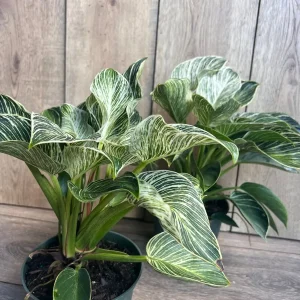 Philodendron Birkin Live Plant – Variegated Houseplant in 6 inch Pot – Indoor - Image 6