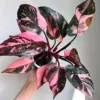 Philodendron Black Cherry Pink Princess Live Plant Starter - Image 1