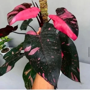 Philodendron Black Cherry Pink Princess Starter Plant – Live Rare Houseplant - Image 1