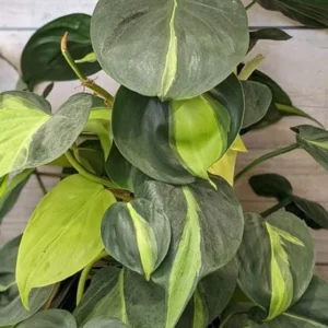 Philodendron Brasil Live Plant – 4-6 inch Tall – Potted Houseplant Indoor - Image 3