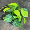 Philodendron Brasil Live Plant – 4 inch Nursery Pot – Vining Indoor Plant - Image 1