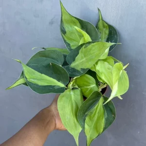 Philodendron Brasil Live Plant – 4 inch Nursery Pot – Vining Indoor Plant - Image 3