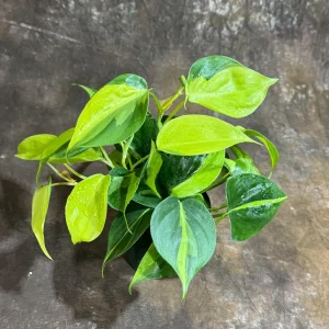 Philodendron Brasil Live Plant – 4 inch Nursery Pot – Vining Indoor Plant - Image 3