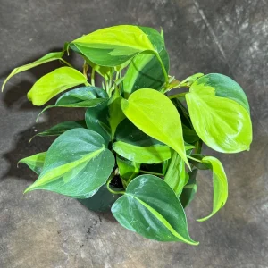 Philodendron Brasil Live Plant – 4 inch Nursery Pot – Vining Indoor Plant - Image 1