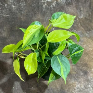 Philodendron Brasil Live Plant – 4 inch Nursery Pot – Vining Indoor Plant - Image 5