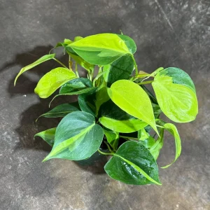 Philodendron Brasil Live Plant – 4 inch Nursery Pot – Vining Indoor Plant - Image 7