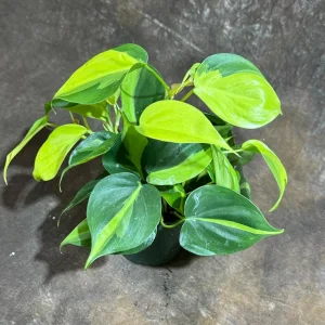Philodendron Brasil Live Plant – 4 inch Nursery Pot – Vining Indoor Plant - Image 8