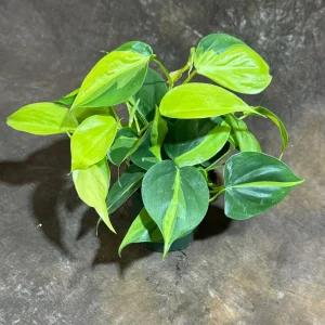 Philodendron Brasil Live Plant – 4 inch Nursery Pot – Vining Indoor Plant - Image 9