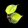 Philodendron Brasil Starter Plant - Live Houseplant - 1.5" Nursery Pot - Image 1