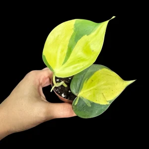 Philodendron Brasil Starter Plant - Live Houseplant - 1.5