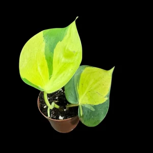 Philodendron Brasil Starter Plant - Live Houseplant - 1.5