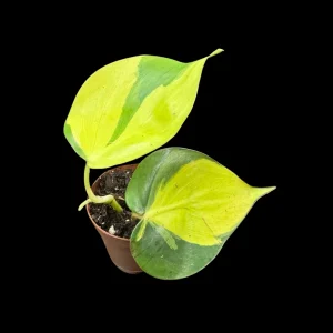 Philodendron Brasil Starter Plant - Live Houseplant - 1.5