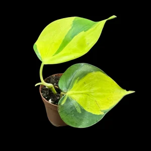 Philodendron Brasil Starter Plant - Live Houseplant - 1.5