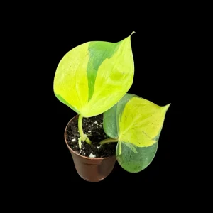 Philodendron Brasil Starter Plant - Live Houseplant - 1.5