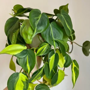 Philodendron Brasil Vining Live Plant - Indoor Houseplant Starter - Image 1