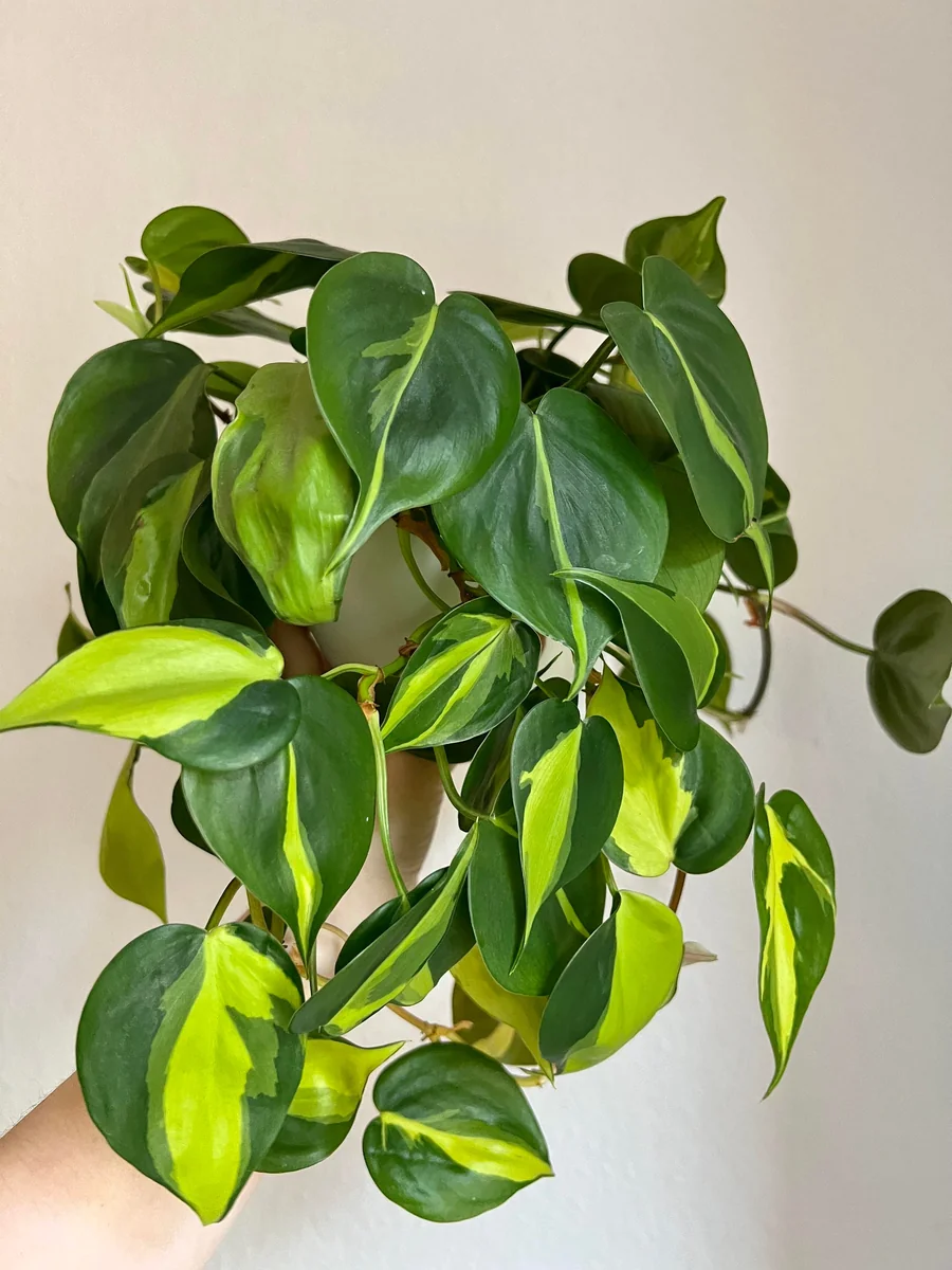 Philodendron Brasil Vining Live Plant - Indoor Houseplant Starter - Image 1