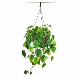 Philodendron Brazil Live Plant – 10 inch Hanging Basket – Variegated Indoor Houseplant - Image 2