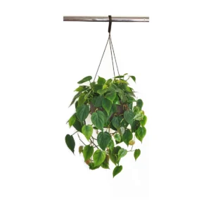 Philodendron Brazil Live Plant – 10 inch Hanging Basket – Variegated Indoor Houseplant - Image 3