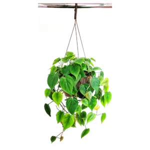 Philodendron Brazil Live Plant – 10 inch Hanging Basket – Variegated Indoor Houseplant - Image 1