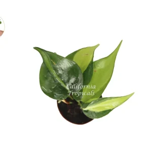 Philodendron Brazil Live Plant - 2 inch Potted Houseplant, Indoor & Outdoor - Image 2