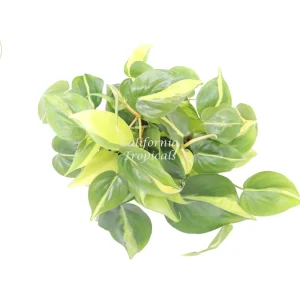 Philodendron Brazil Live Plant – 6 inch Potted Houseplant – Indoor Vining Plant - Image 2