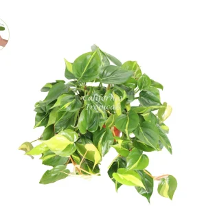 Philodendron Brazil Live Plant – 8 inch Potted Houseplant – Indoor Vining Plant - Image 1