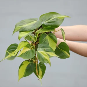 Philodendron Brazil Live Plant – Variegated Houseplant – 4 inch Nursery Pot – Indoor - Image 3