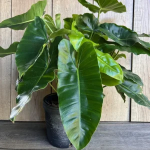 Philodendron Burle Marx Live Plant – 6 inch Pot – Indoor Tropical Foliage - Image 2