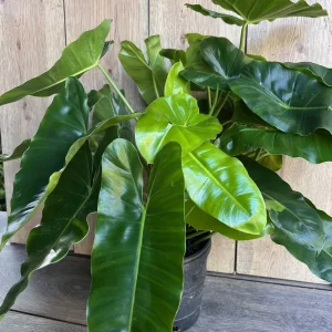 Philodendron Burle Marx Live Plant – 6 inch Pot – Indoor Tropical Foliage - Image 3