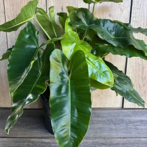 Philodendron Burle Marx Live Plant – 6 inch Pot – Indoor Tropical Foliage - Image 1