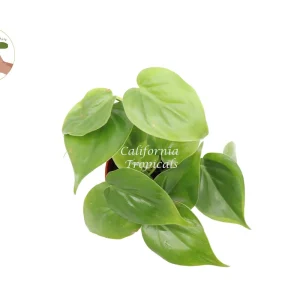 Philodendron Cordatum Live Plant – 4 inch Potted Houseplant – Indoor Vining Plant - Image 2
